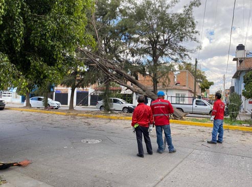 Alcaldía atiende caída de árboles por vientos