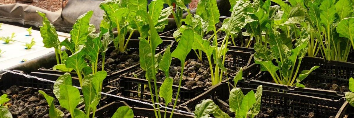 SLP impulsa producir alimentos de Acuaponia