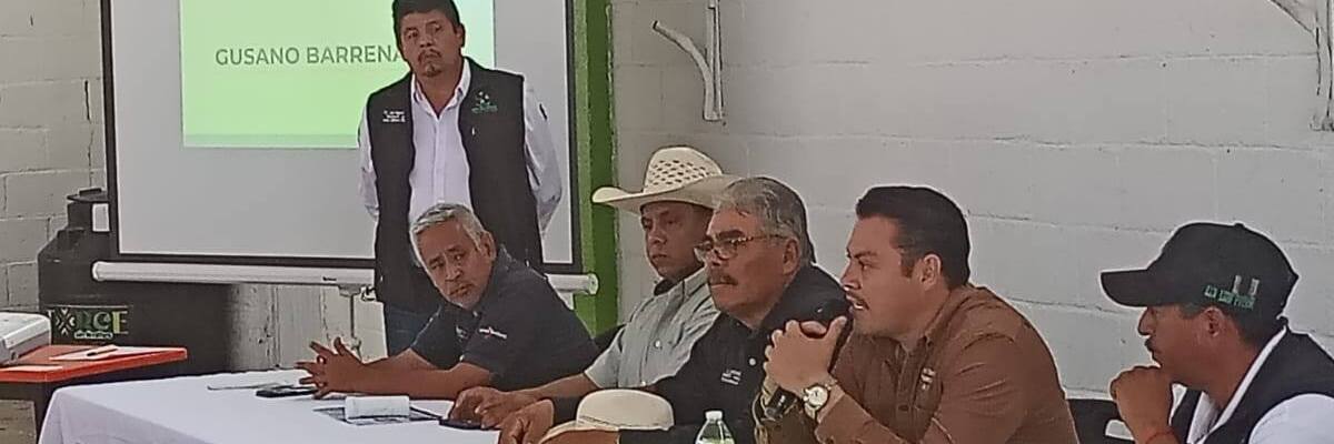 Redoblan lucha contra el gusano barrenador