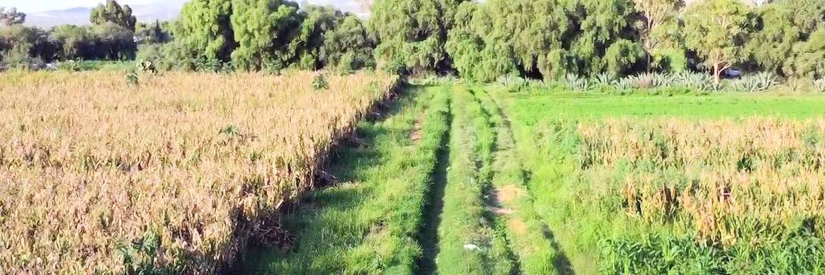Florece campo de Soledad con las recientes lluvias